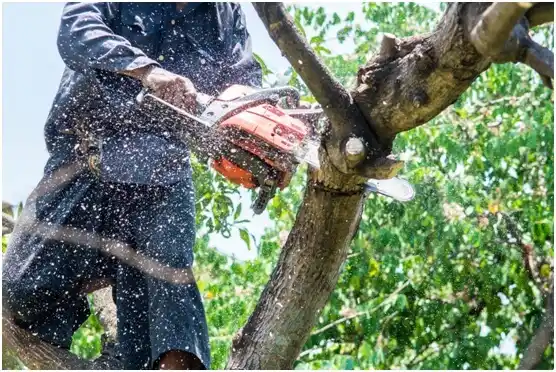 tree services Grayland